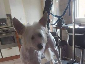 un chien 