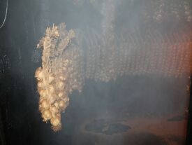 Accrochées à des clous, les tresses d'ail sont disposées dans le fumoir