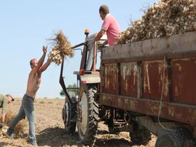 Les tracteurs d'ail chargés d'Ail circulent fin juillet et début aout dans le secteur