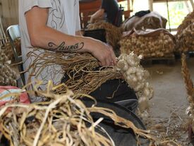 Avec les bouquets de têtes d'ail, des tresses sont réalisées comme s'il s'agissait de cheveux